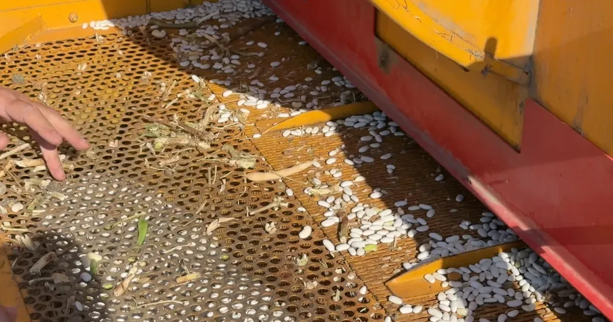 bursa inegolde cerrah kuru fasulyesinde hasat zamani YA8Kpv7m